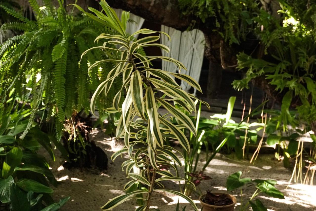 Pousada Zen การาอิวา ภายนอก รูปภาพ